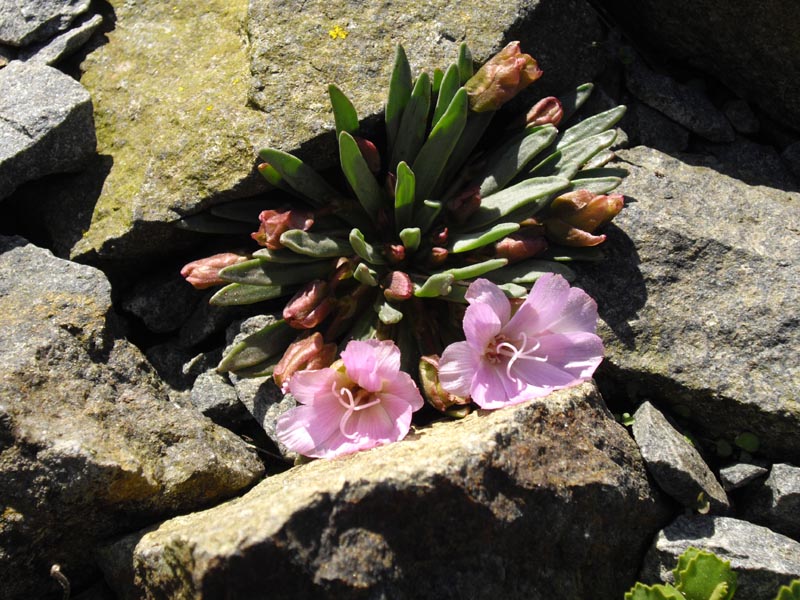 Lewisia longipetala x L. rediviva 'Michael Campbell' en fleurs dans un habitat granitique de la Sierra Nevada